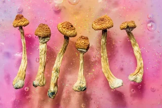 Czechia poised to legalize magic mushrooms for mental health treatment